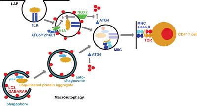 Canonical and Non-Canonical Functions of the Autophagy Machinery in MHC Restricted Antigen Presentation